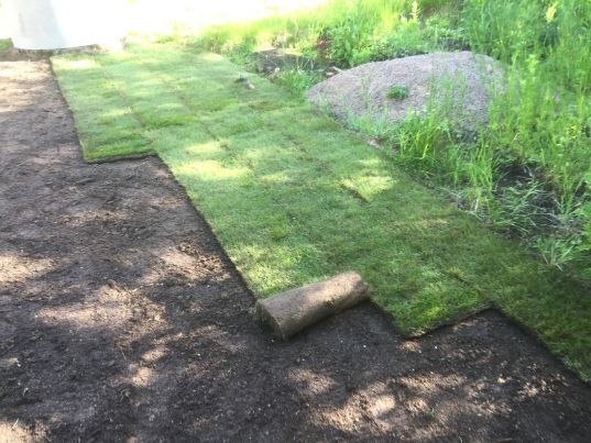 Siirtonurmikkoa istutetaan