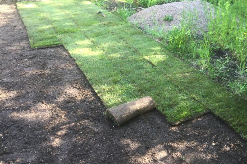 Siirtonurmikkoa asennetaan mullan päälle