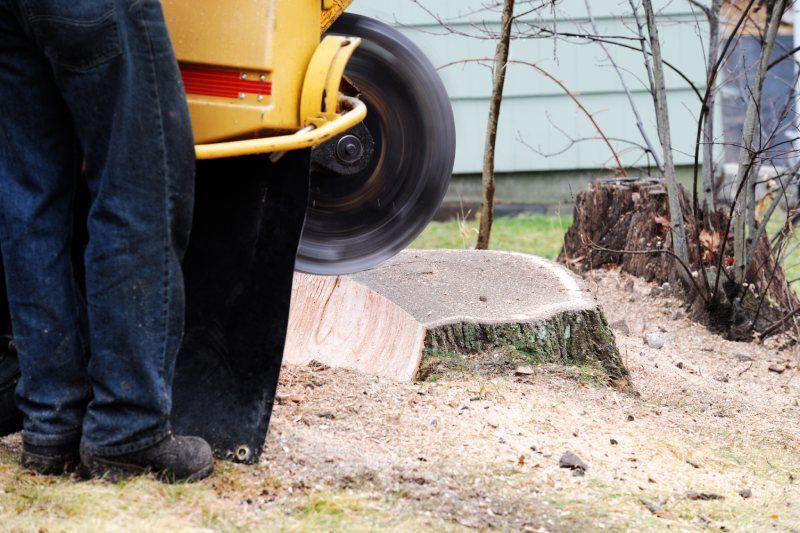 Työntekijä jyrsii kaadetun puun kantoa