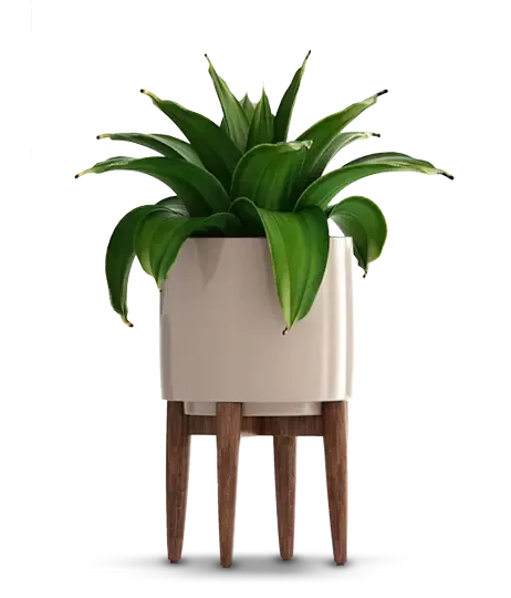 Eine Pflanze