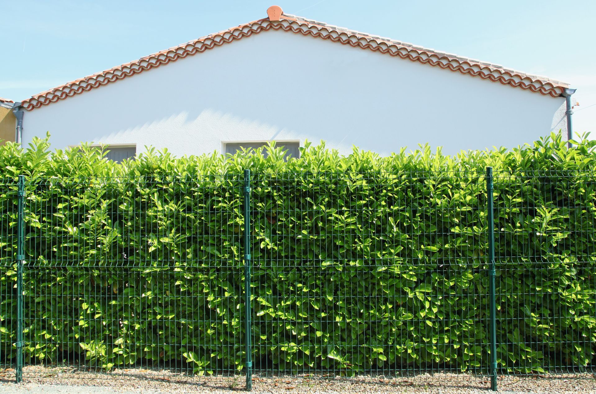 Clôture de panneaux grillagés et haie de lauriers