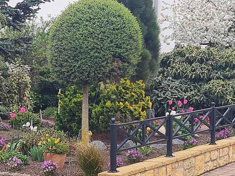 Ein Garten mit einem Zaun und einem Baum in der Mitte.