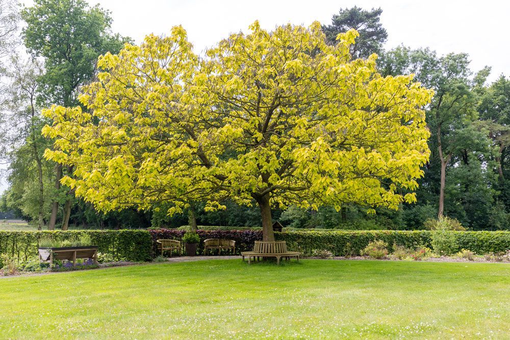 Ein großer Baum mit gelben Blättern steht mitten in einem Park.