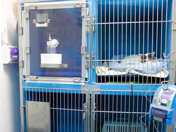 Un gato está acostado en una jaula en un hospital veterinario.