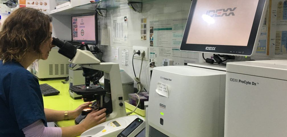 Una mujer está mirando a través de un microscopio en un laboratorio.