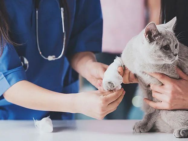 Blog sobre veterinaria y consejos veterinarios