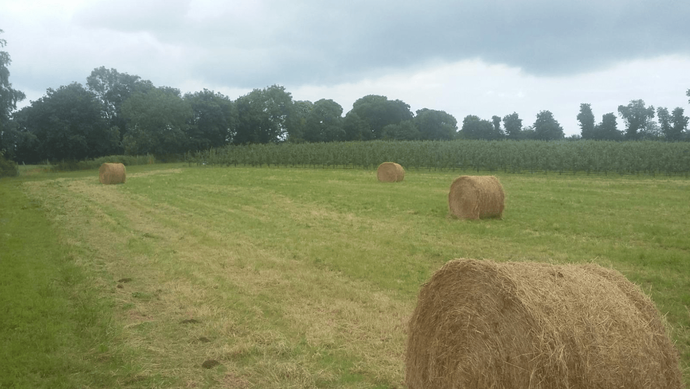 Établissement de pommes et de poires