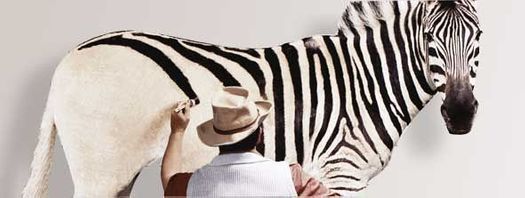 Zebra bemalen
