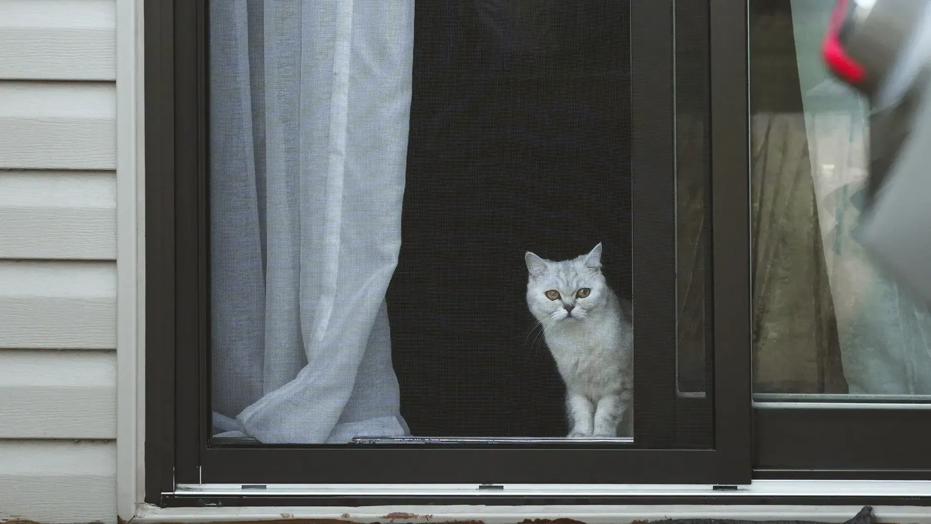 Eine hellgraue Katze sitzt hinter einer Insektenschutztür neben einem weißen Vorhang und schaut direkt in die Kamera.
