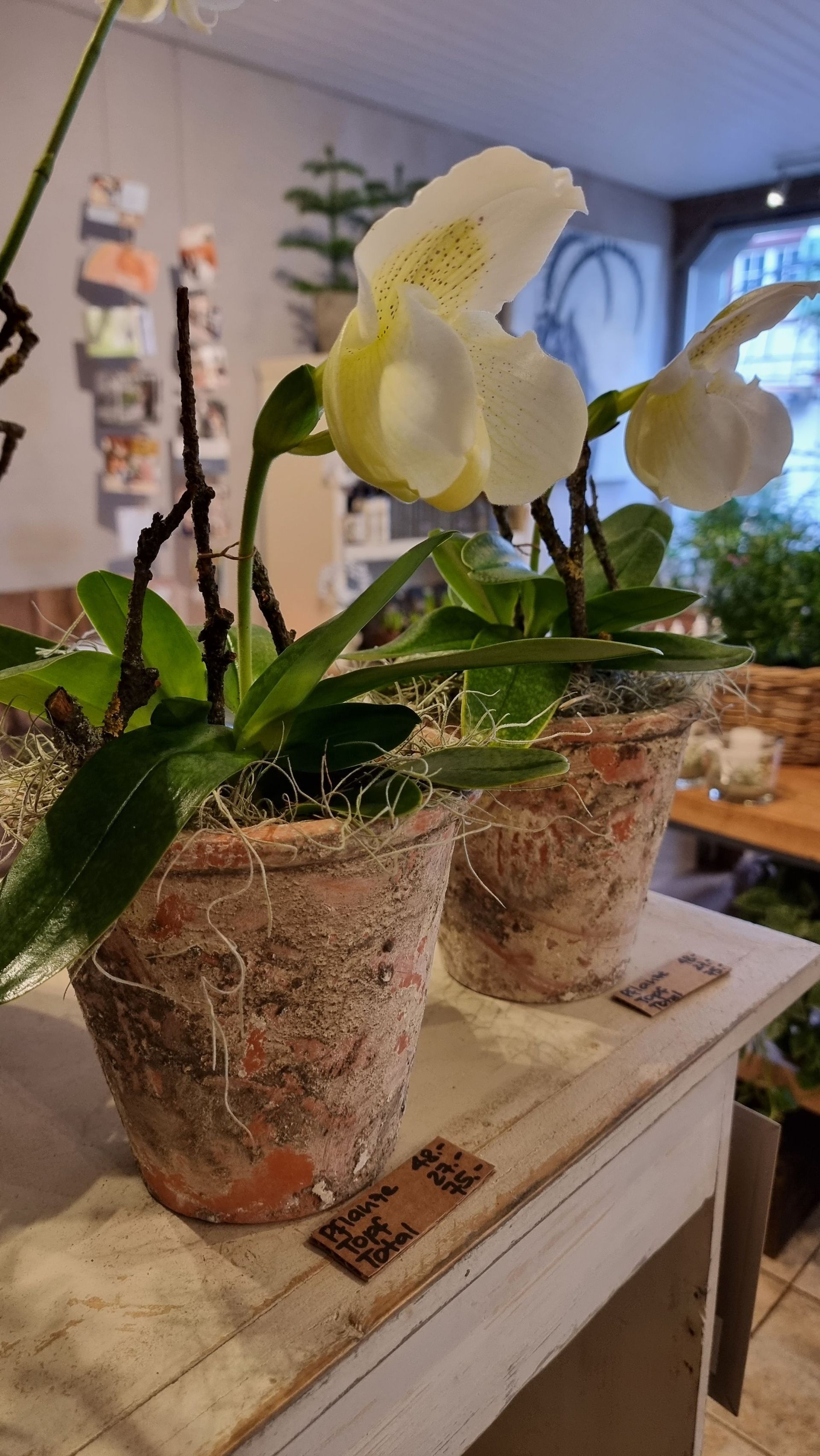 Blumenladen - Blumen Jeniffer - Steckborn