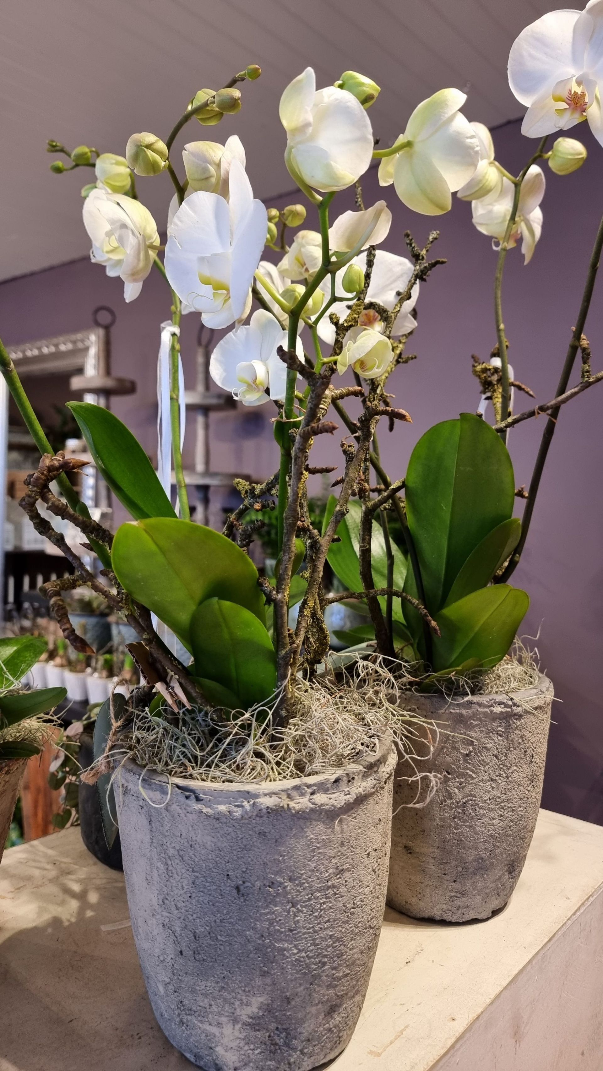 Blumenladen - Blumen Jeniffer - Steckborn