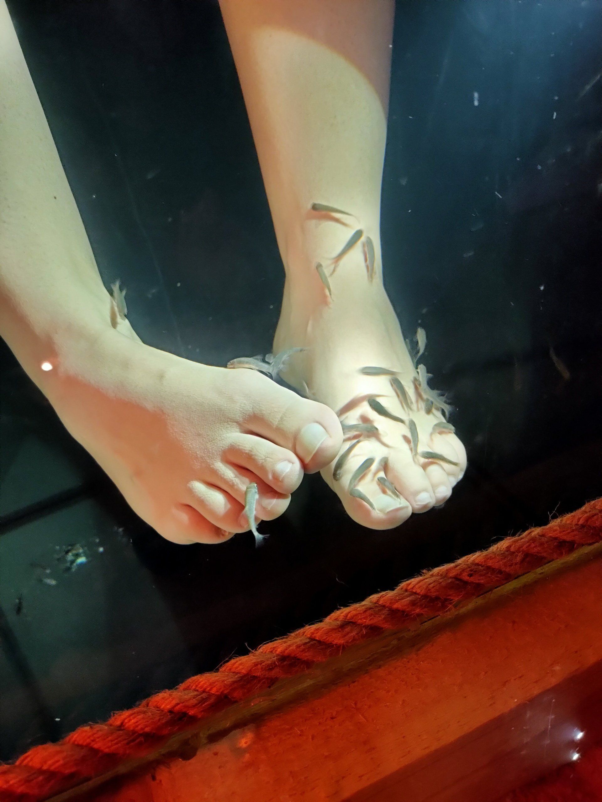 Salon fish pédicure