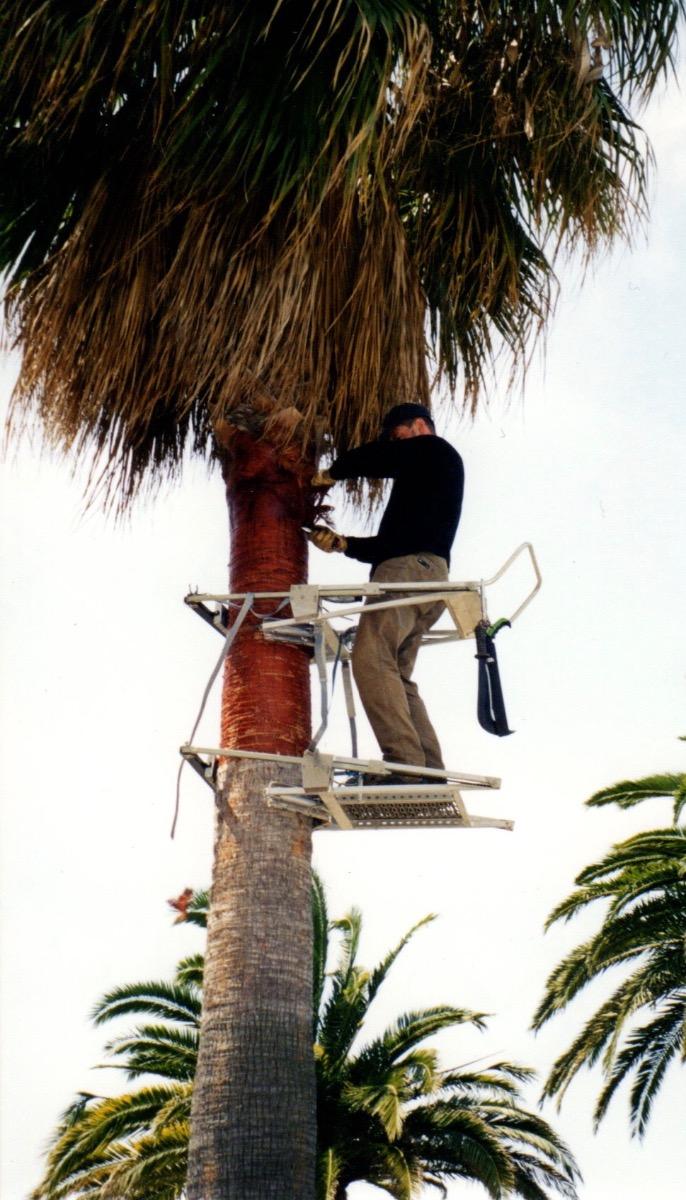 Nettoyage de stipe sans faire de trous