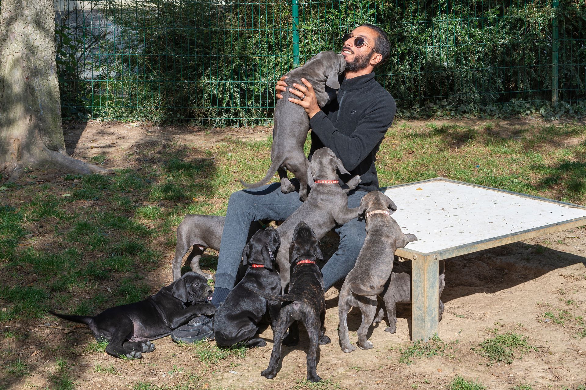 Éleveur assis avec de nombreux chiots cane corso