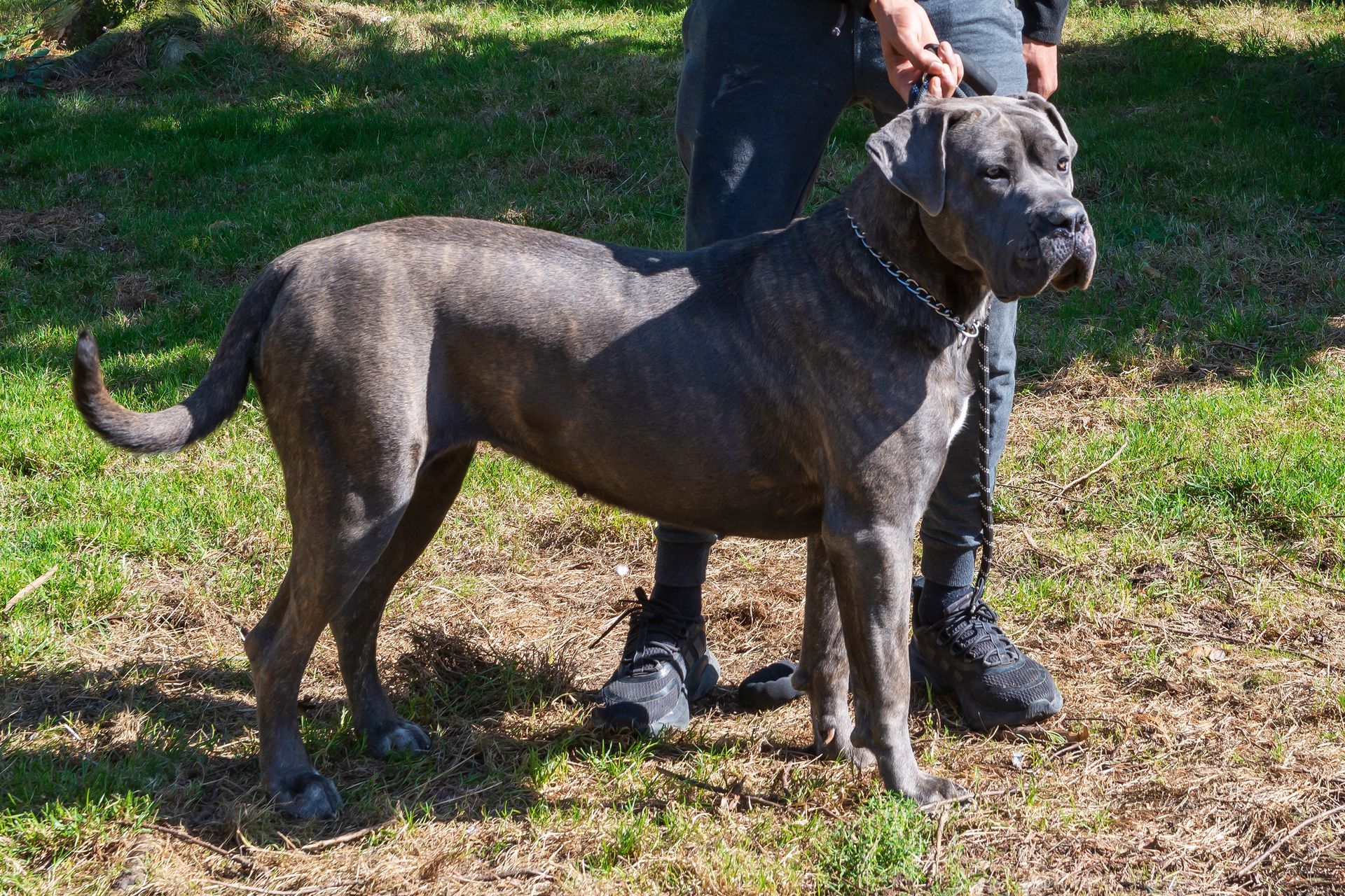 Deux jeunes cane corso dans un jardin