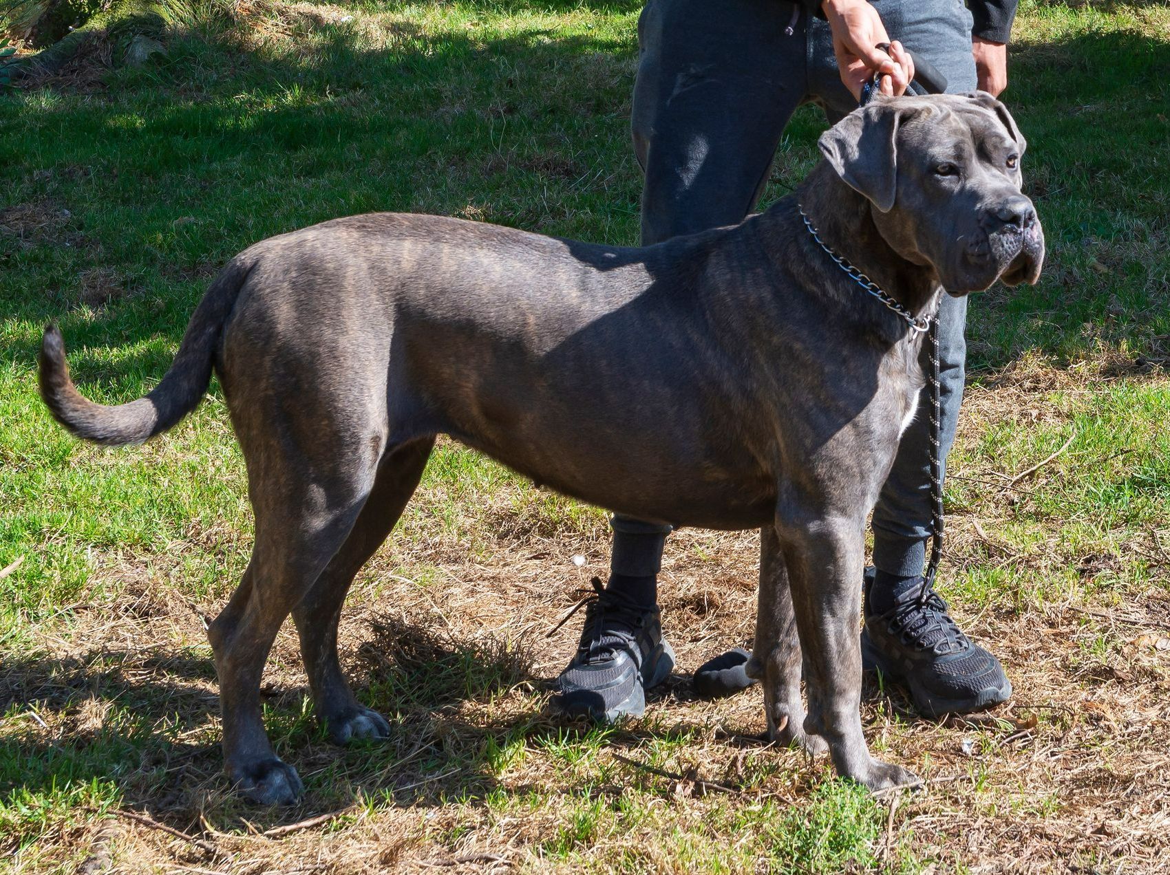 Cane corso adulte vu de profil