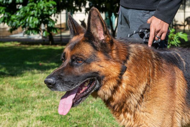 Berger allemand de profil la langue sortie
