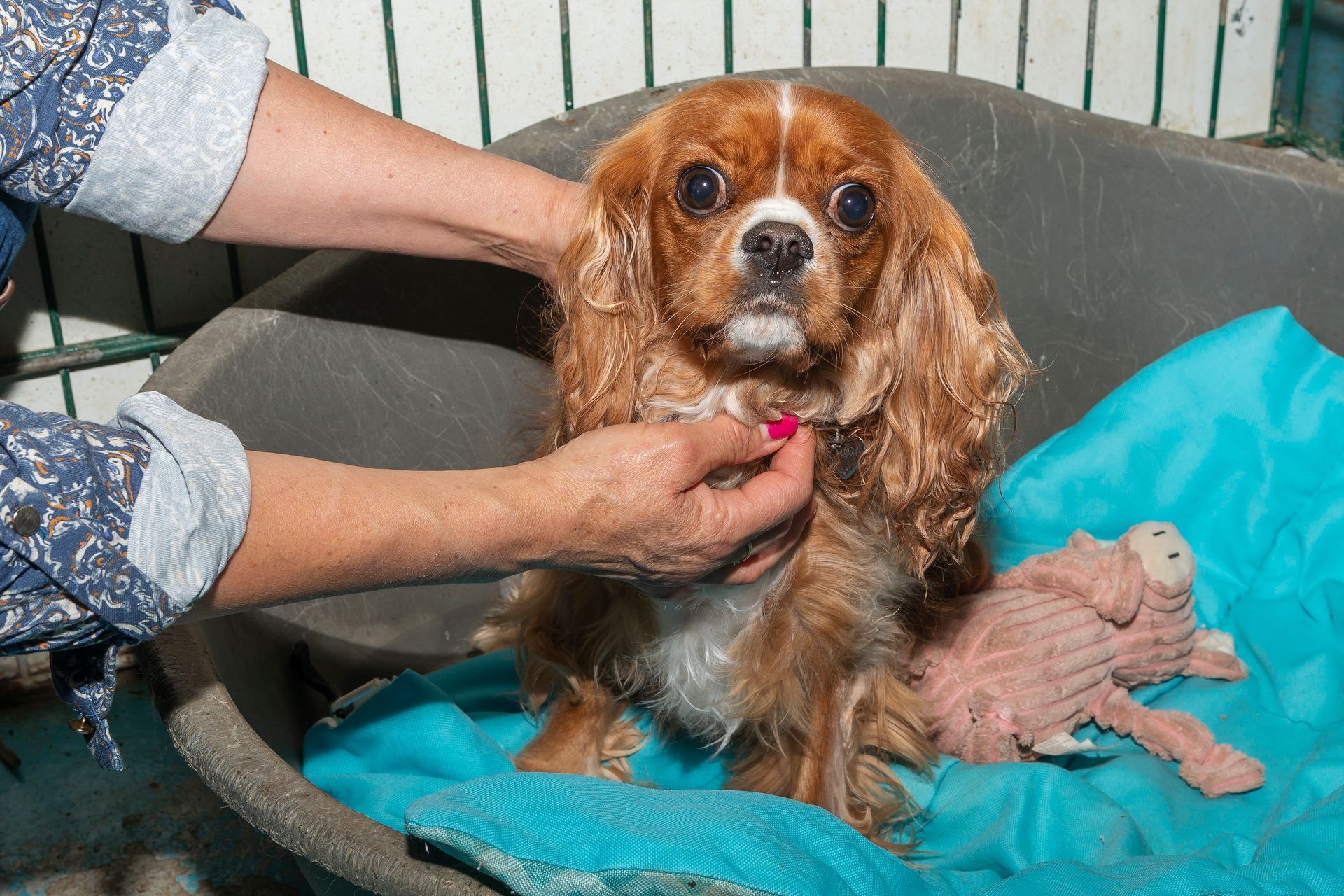 Cocker roux et blanc dans son panier