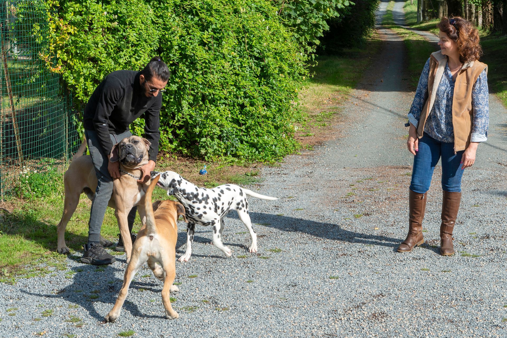 Balade de trois chiens devant le domaine