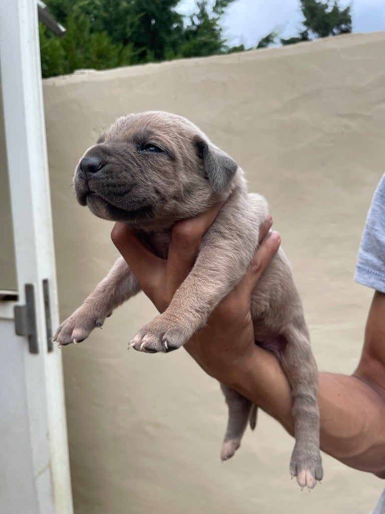 Chiot carlin noir endormi sur le dos montrant son museau et ses pattes avant