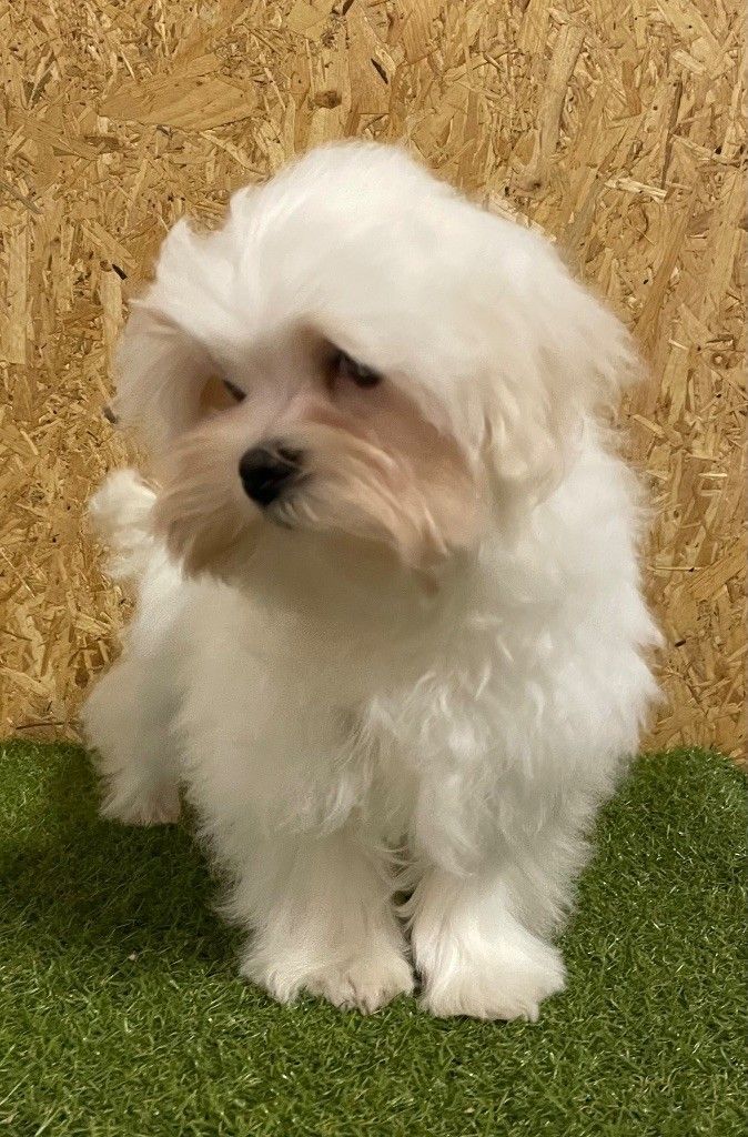 Bichon maltais chiot
