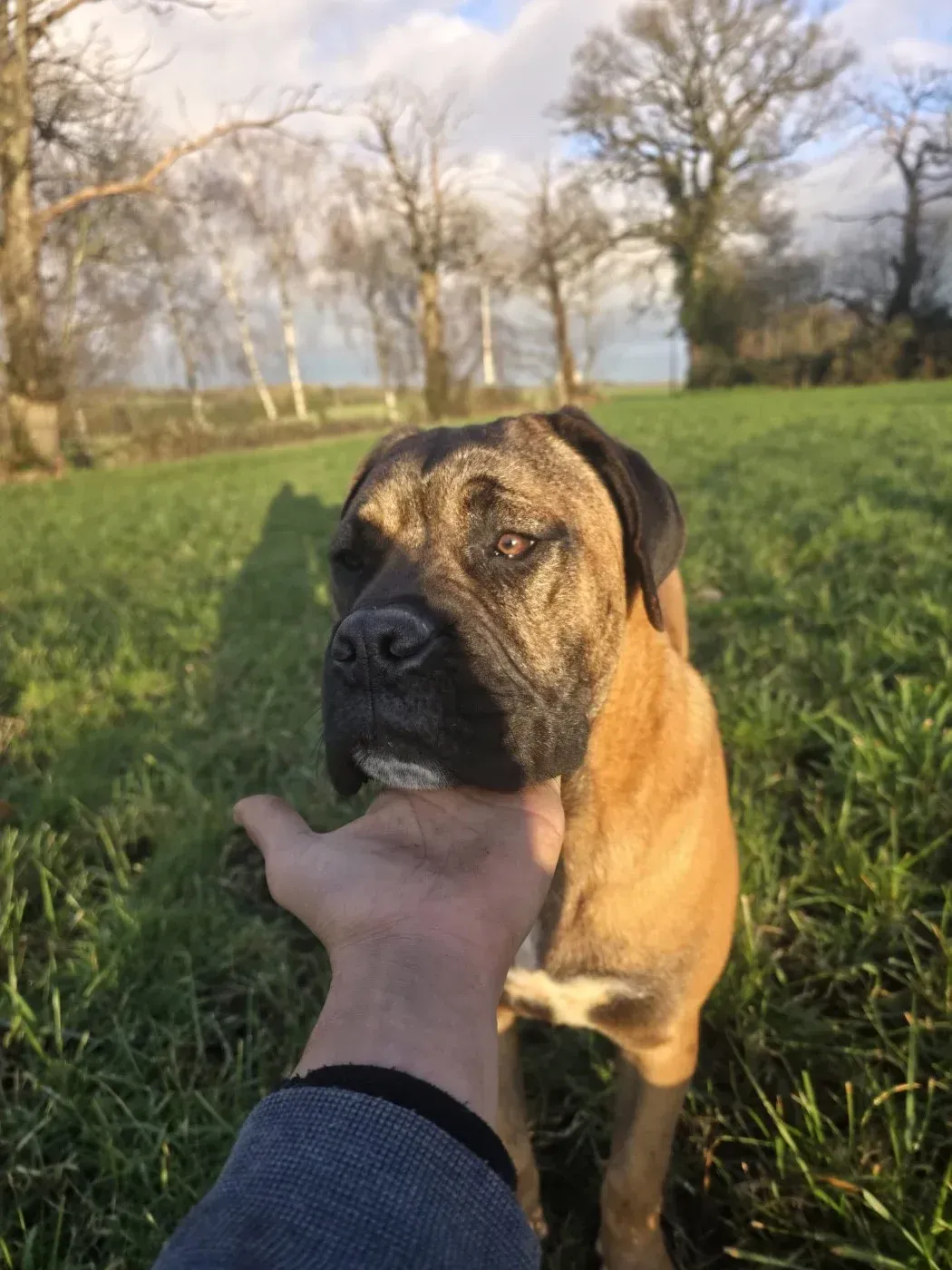 Chiot carlin observant attentivement avec ses grands yeux noirs