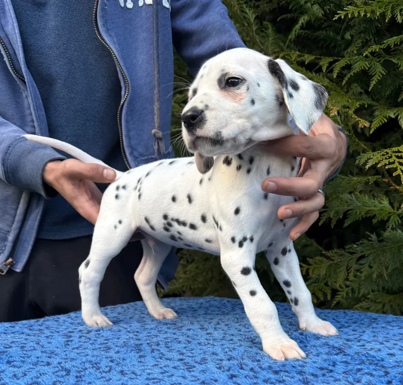 Un chiot dalmatien blanc est tenu sur une couverture bleue.