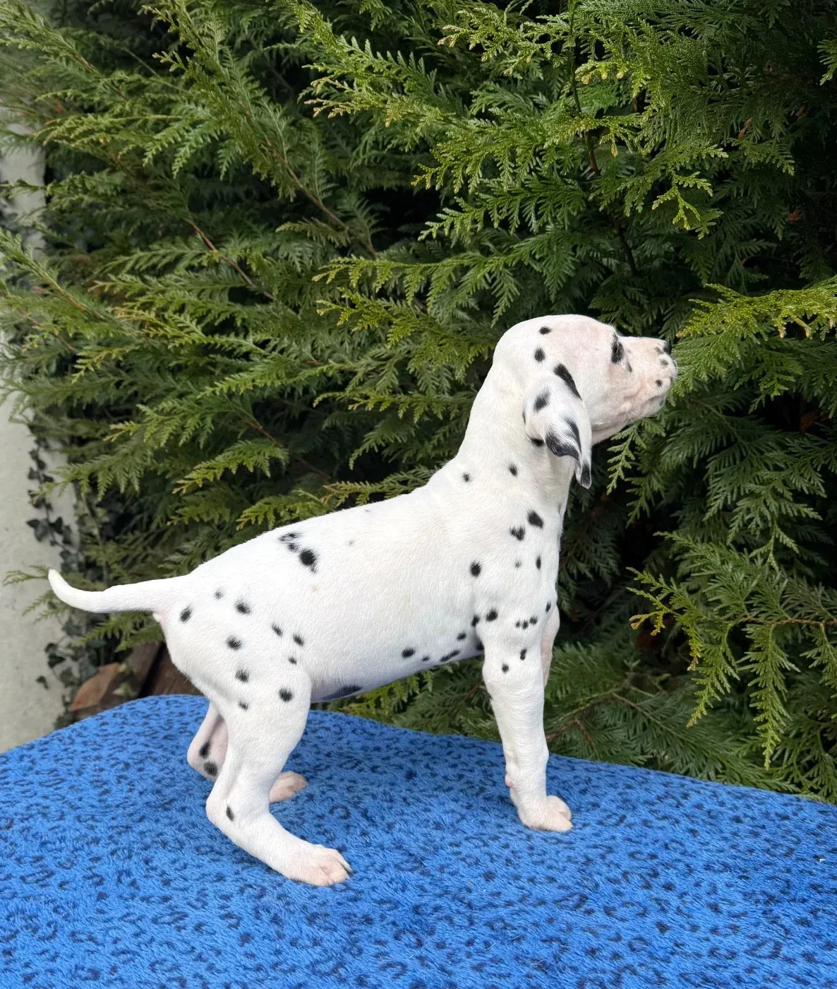 Chiot dalmatien blanc à taches noires debout sur une couverture bleue devant des buissons verts.
