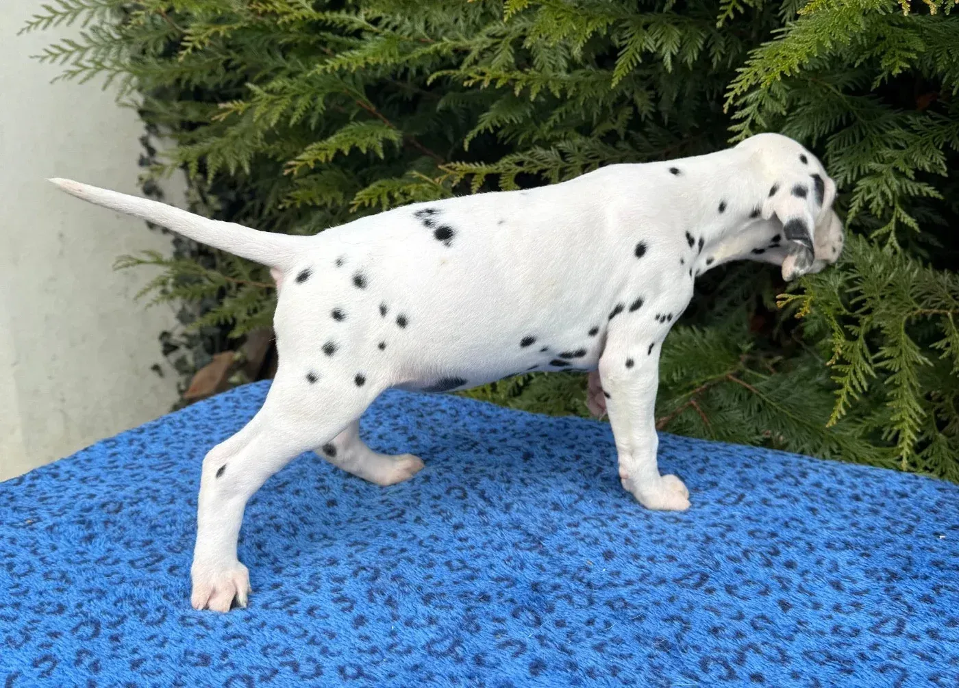 Chiot dalmatien debout