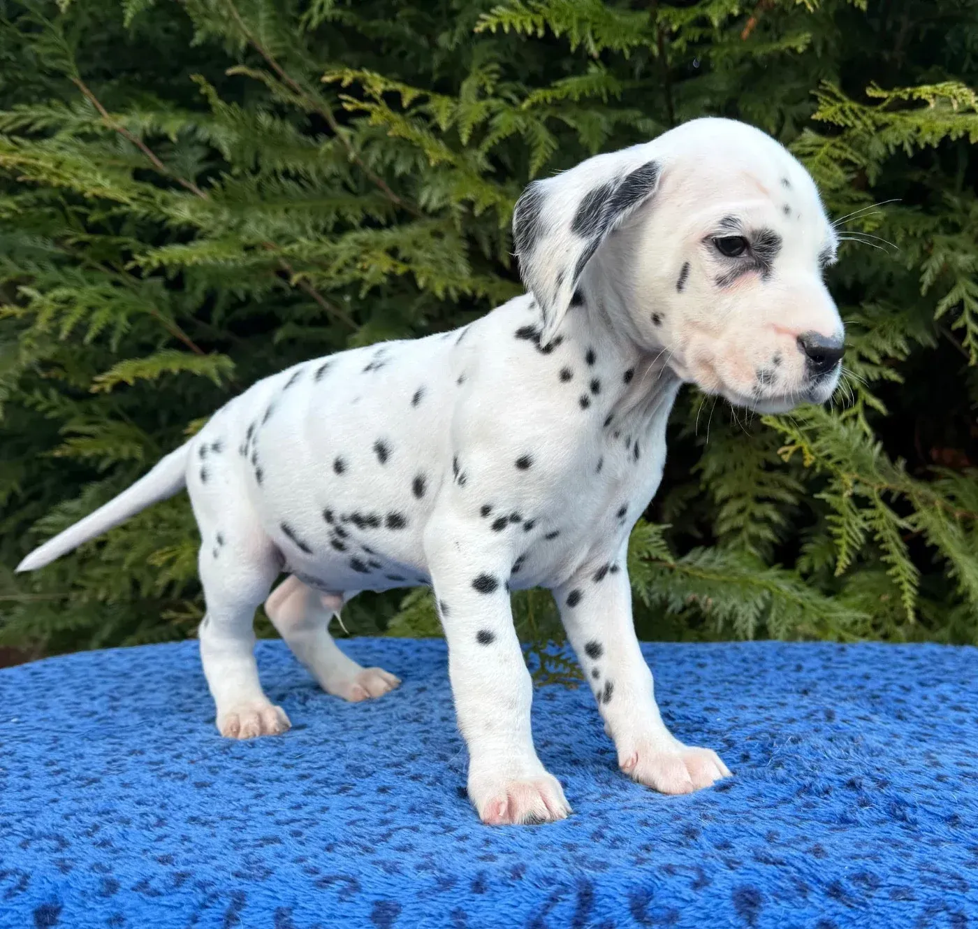 Chiot dalmatien blanc debout sur une couverture bleue avec du feuillage vert en arrière-plan.