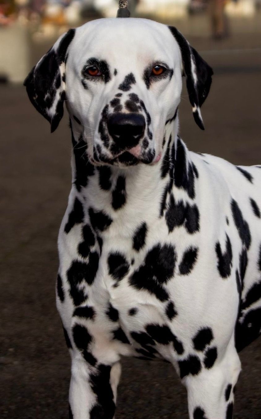 Dalmatien regardant la caméra