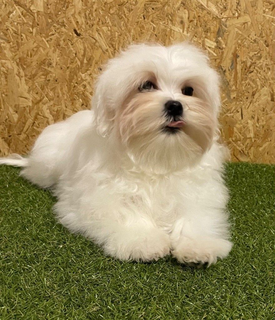 Bichon maltais allongé, la langue sortie