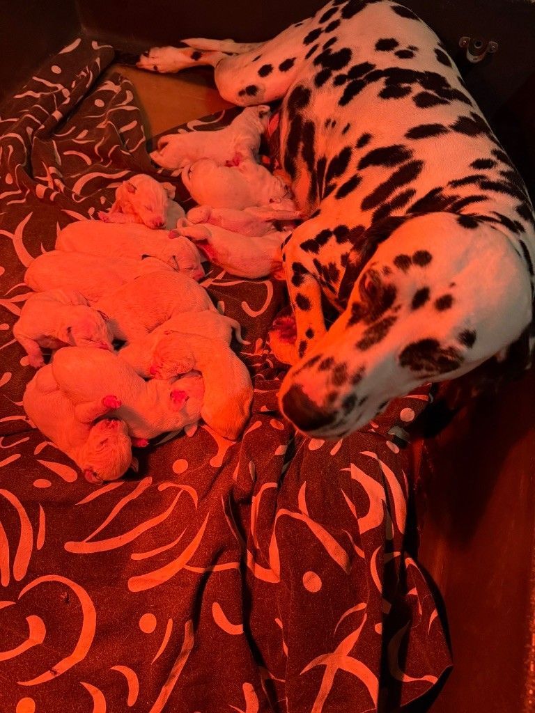 Chiot 4 Valma's Signature assis