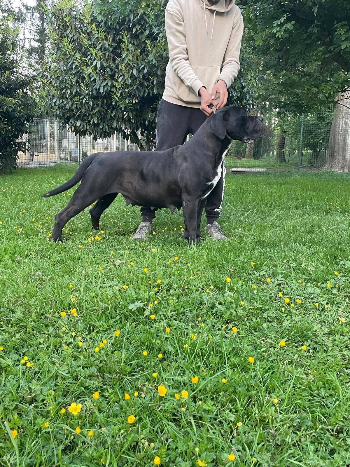 Cane corso nommé Souad