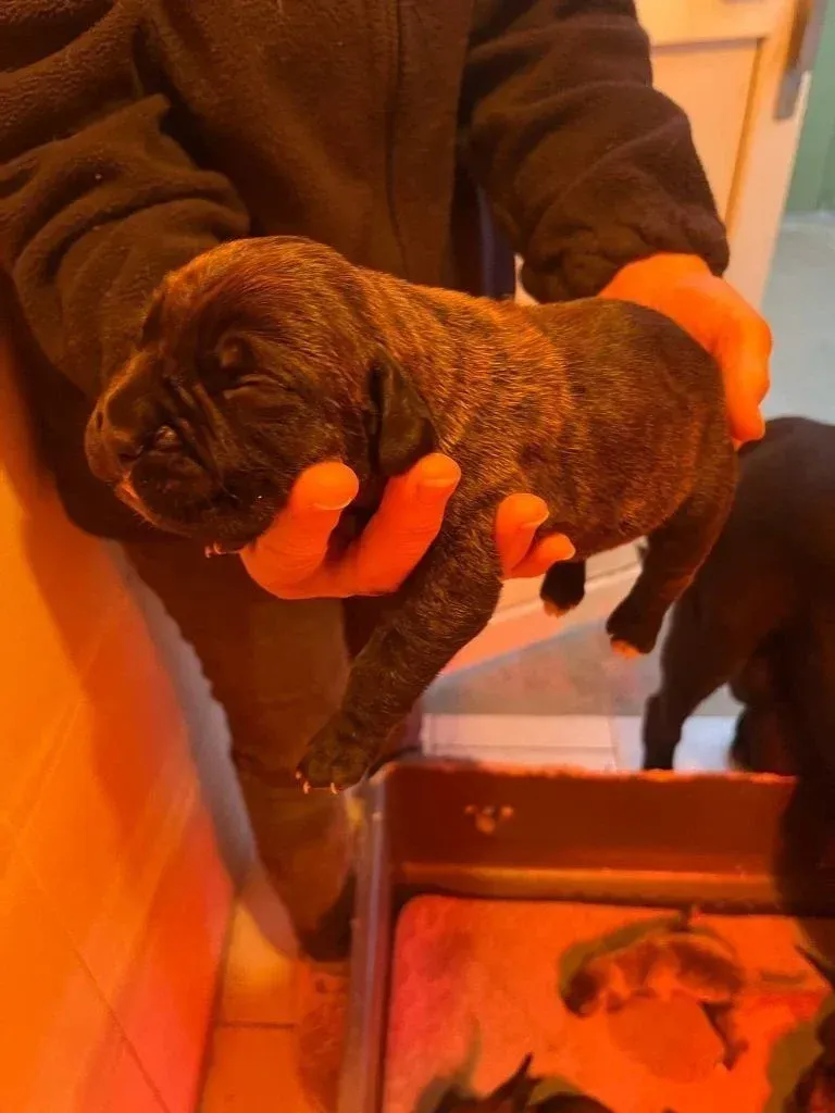 Petit chiot cane corso