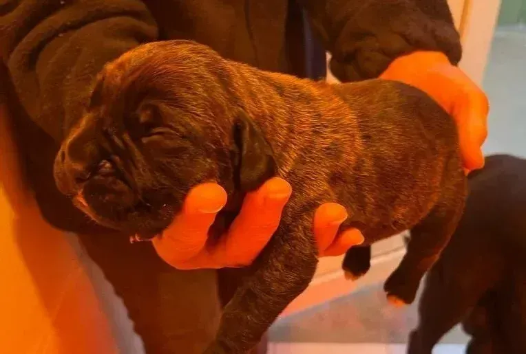 Petit chiot Cane corso