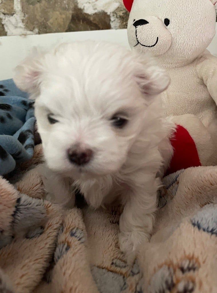 Un chiot bichon maltais