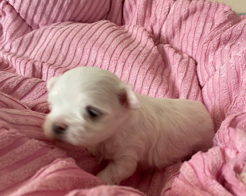 Femelle bichon maltais avec ses petits