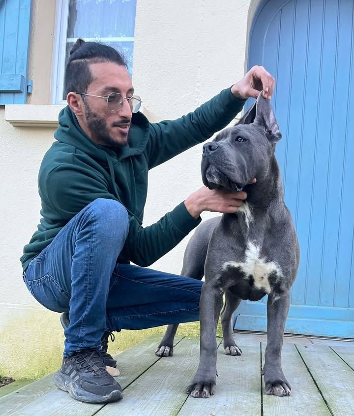 Cane corso gris et blanc dont les oreilles sont tenues par un homme