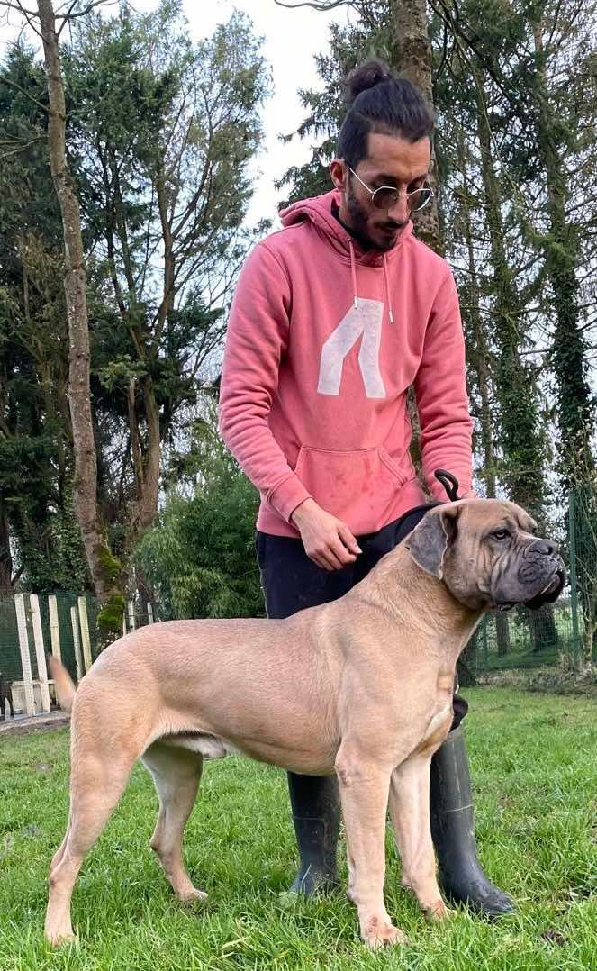 Cane corso marron tenu par une femme en pull rose