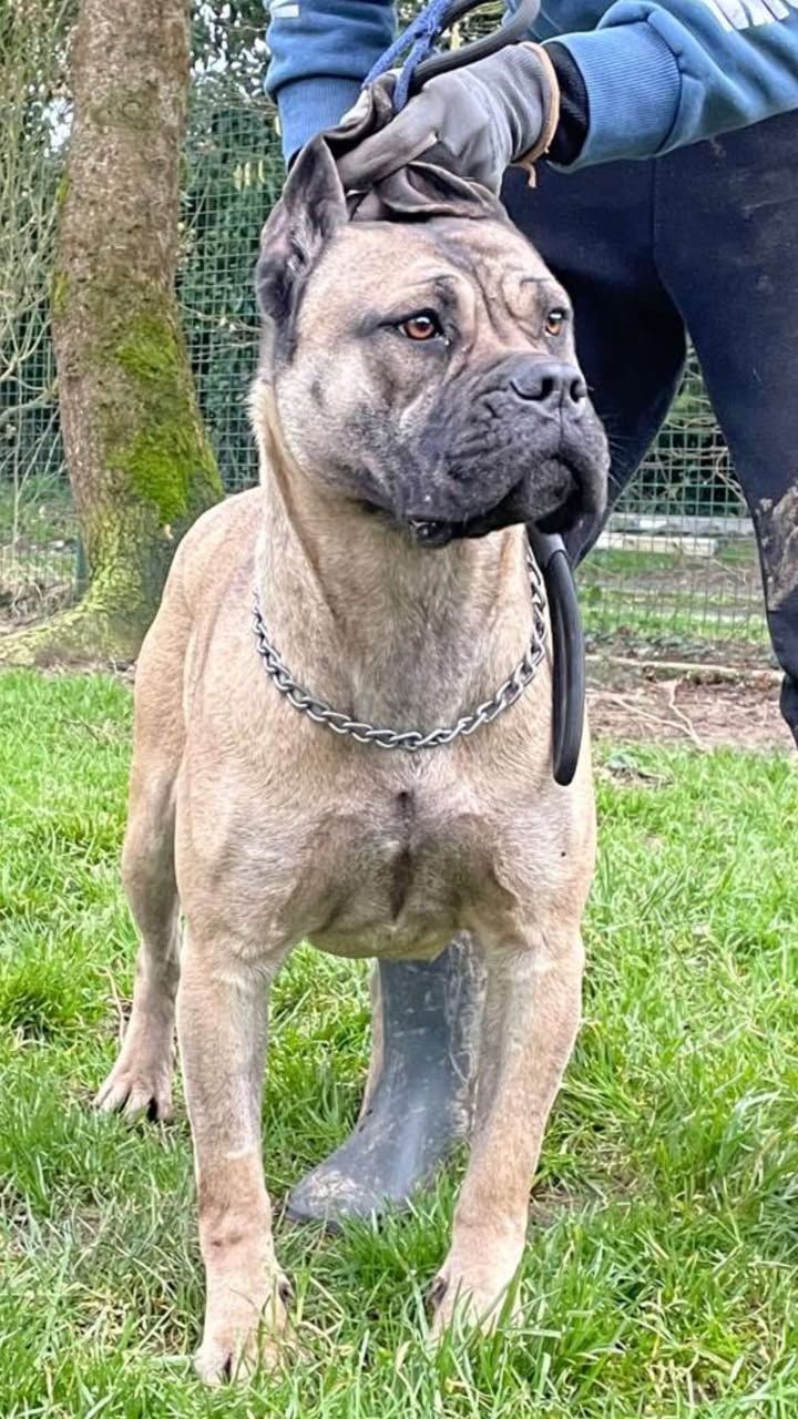 Cane corso beige avec une chaîne autour du cou
