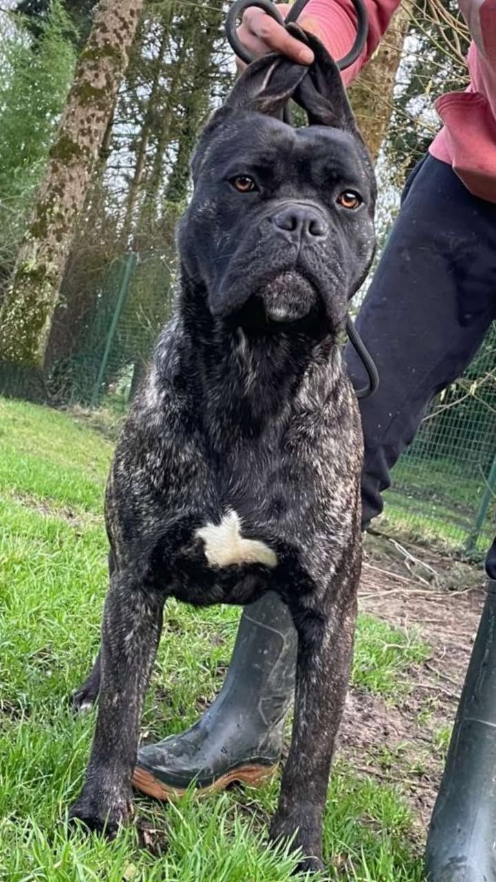 Chien cane corso avec une tache blanche sur le torse