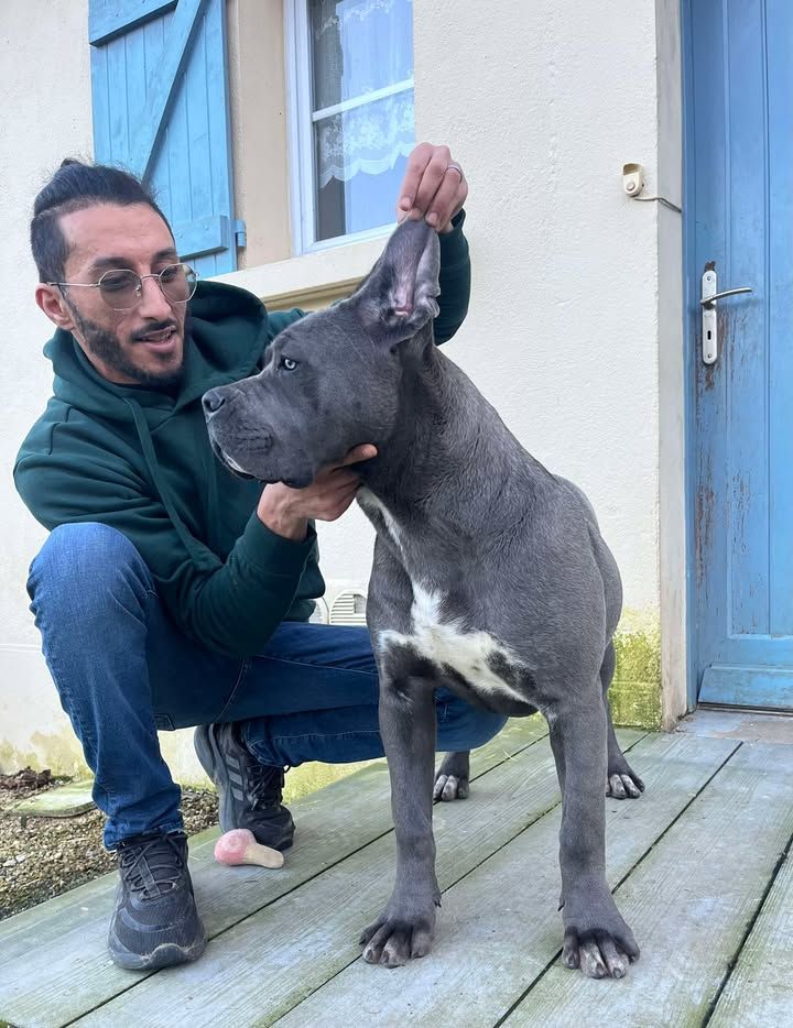 Éleveur en sweat vert touchant les oreilles d'un cane corso gris