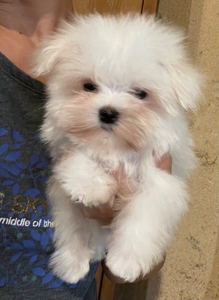 Chiot mâle bichon maltais 2