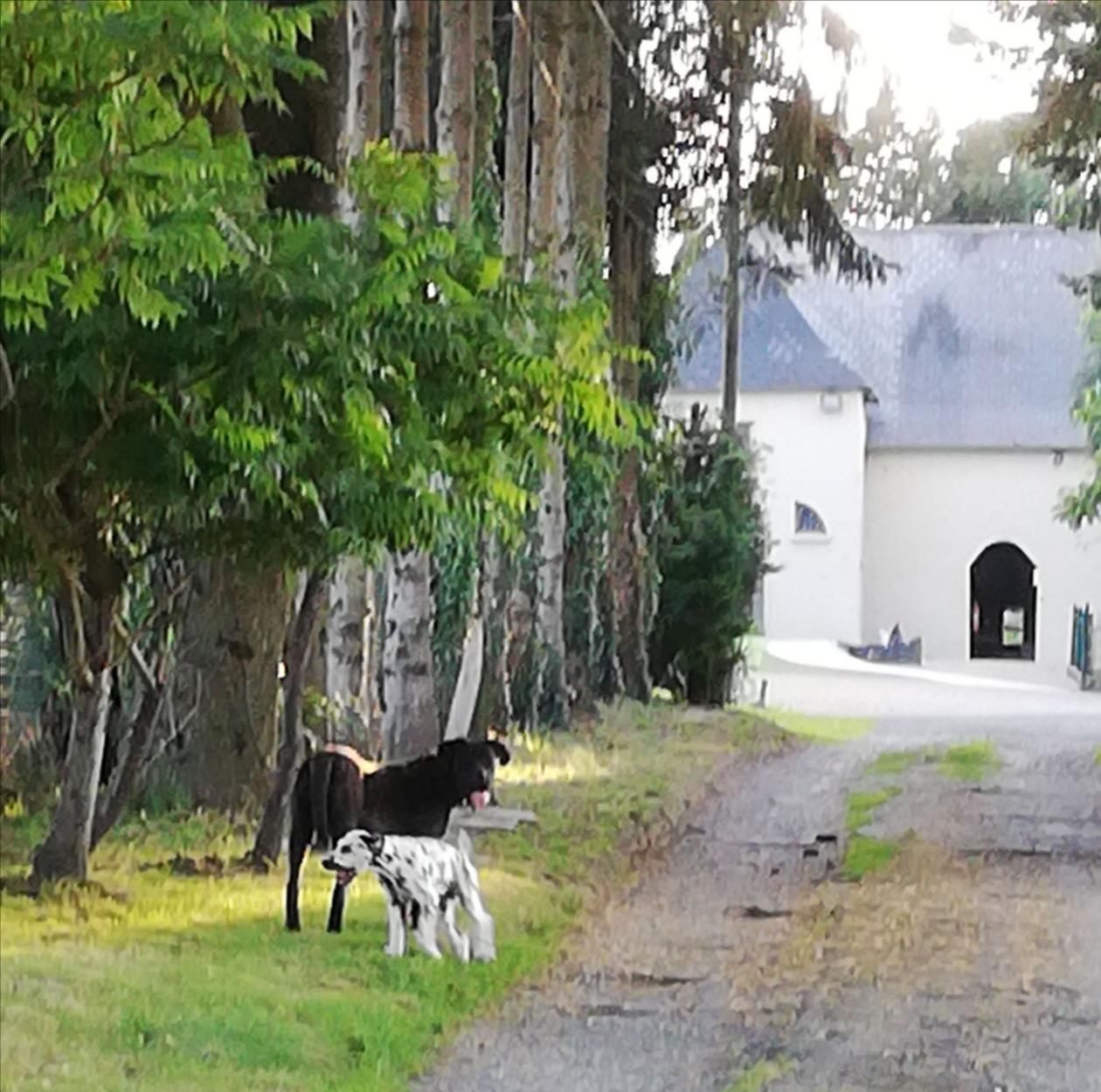 Balade des chiens devant le domaine