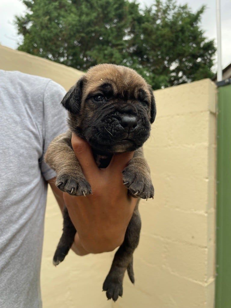 Jeune chiot carlin noir avec une expression enjouée