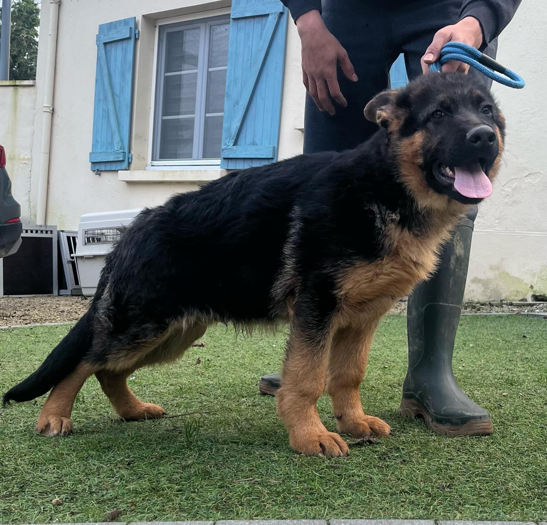 Berger allemand tenu par un homme avec des bottes en caoutchouc