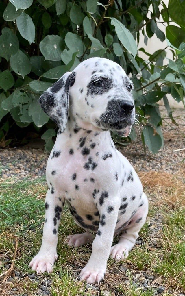 Chiots de race Dalmatien nés le 13/05/2025