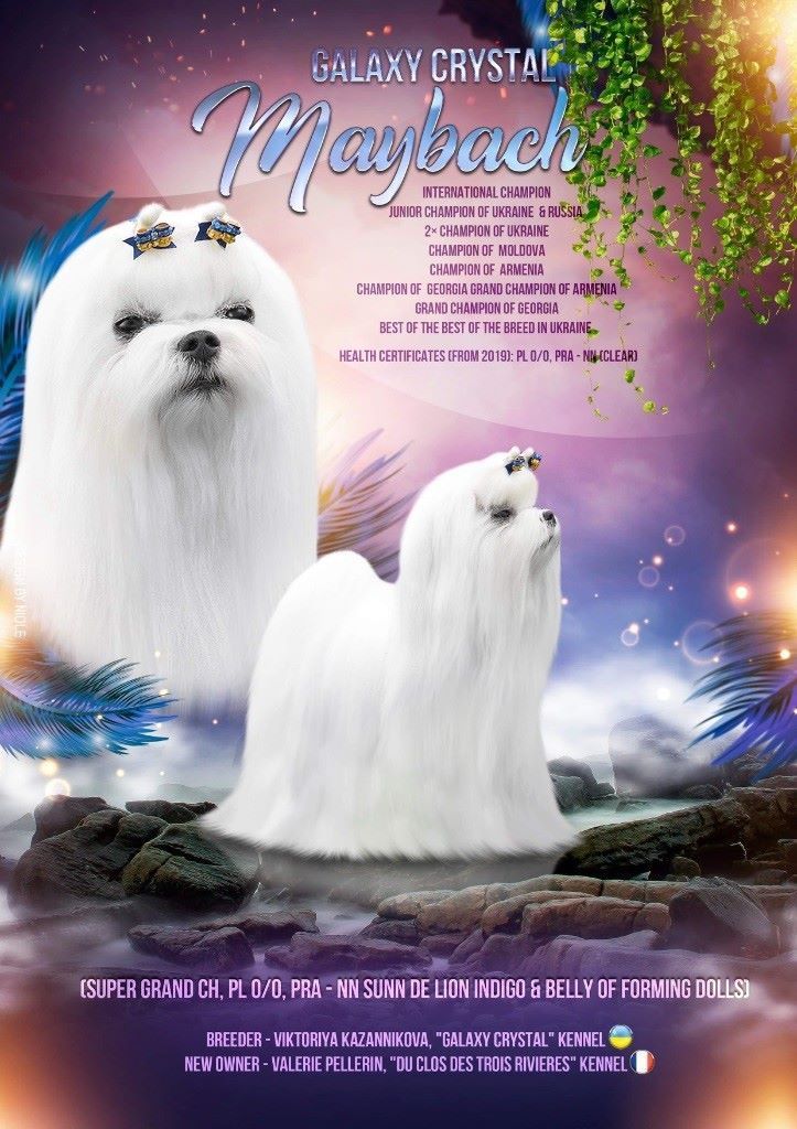 Bichon maltais nommé Galaxy Crystal Maybach en montage photos