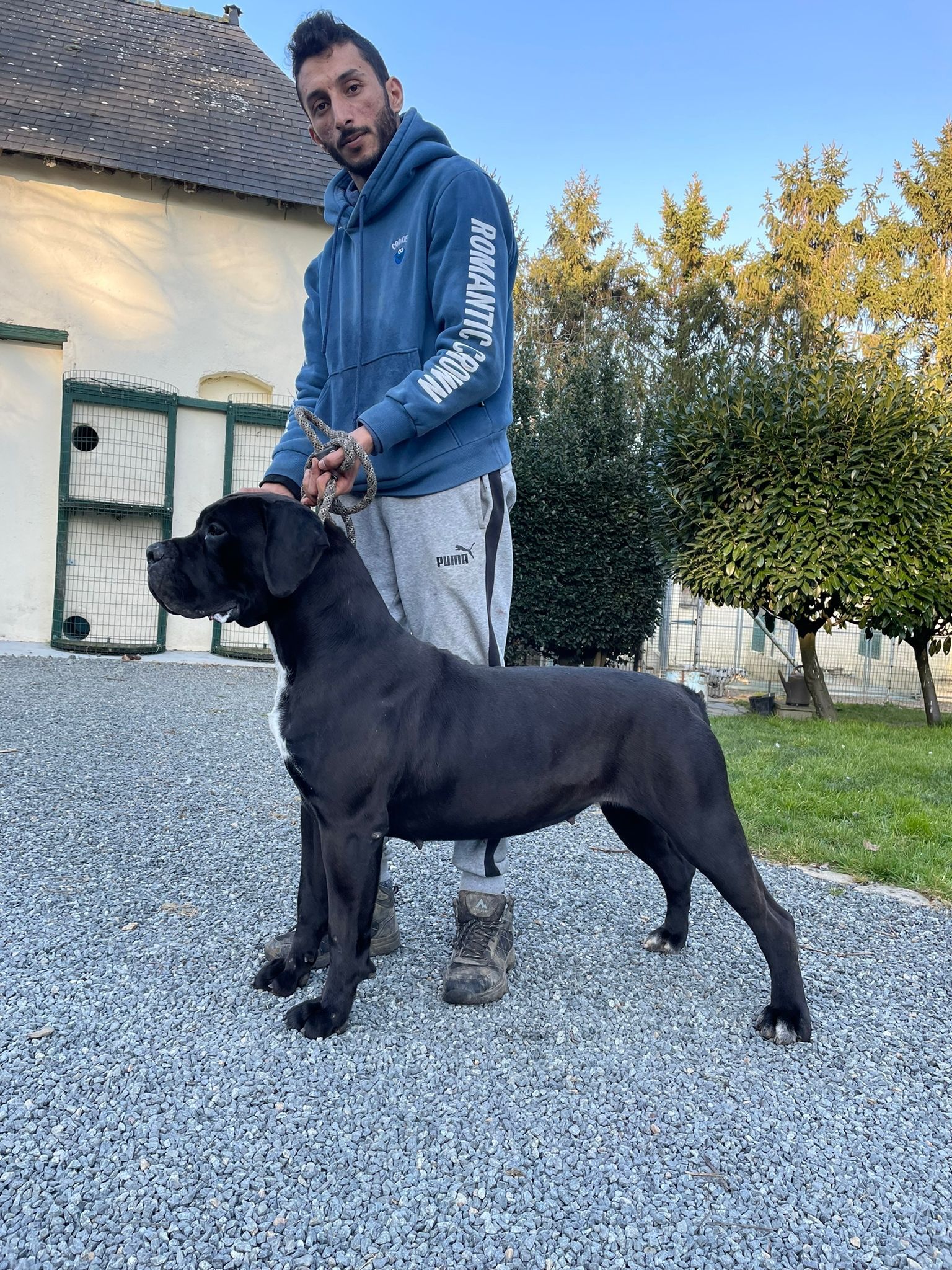 Femelle cane corso et son éleveur